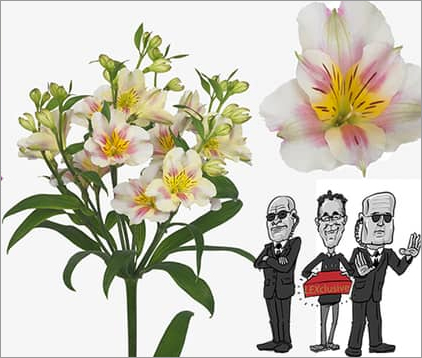New An Executive Flowers