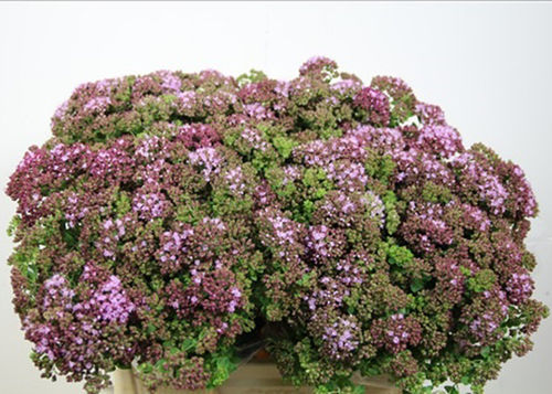 Origanum Marjolein Rose Charm Flowers