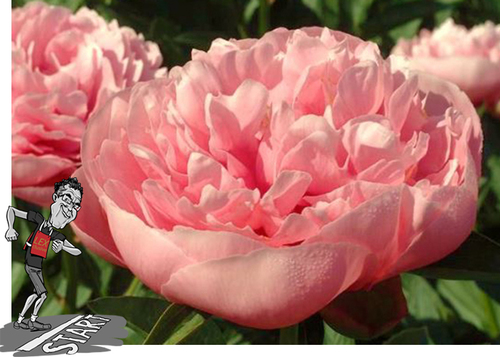 Peony Etched Salmon Flowers