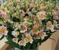 Alstroemeria Ballet Flowers