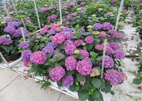 Rodeo Purple Flowers