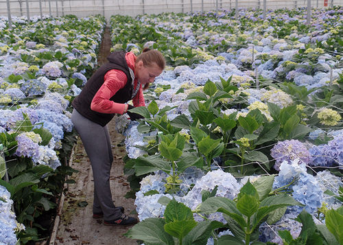 Spike Blue Flowers