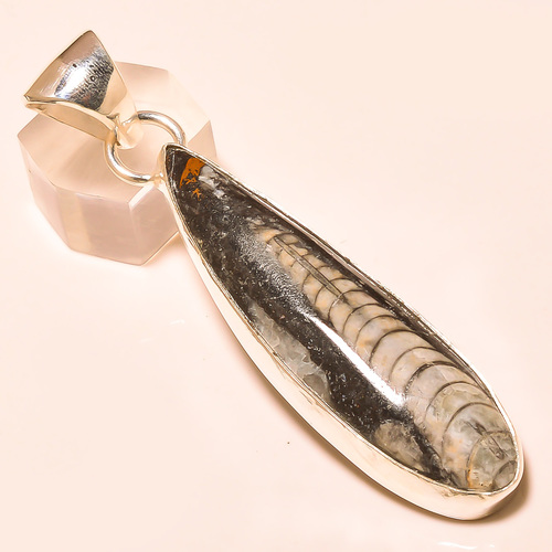 ORTHOCERAS FOSSIL