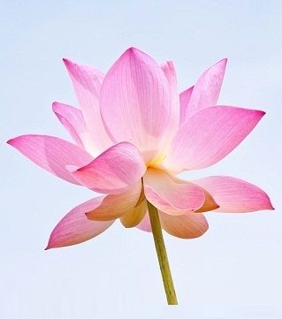 Lotus Flower