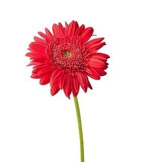 Gerbera Flower