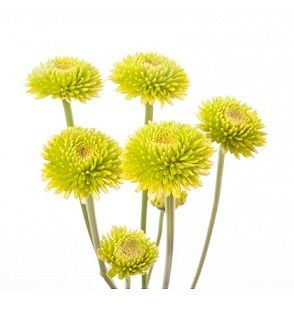 Chrysanthemum Flower