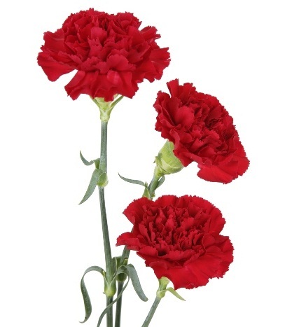 Carnation Flowers - Fresh Cut Blooms | Elegant, Fragrant Bouquet for Events and Arrangements