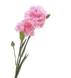 Carnation Flower