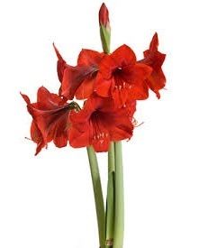 Amaryllis Flowers