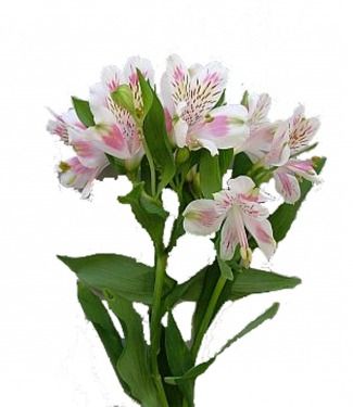 Alstroemeria Flowers