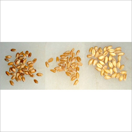 Wheat