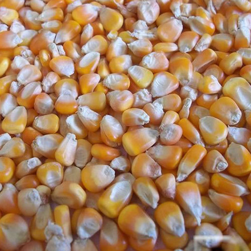 Yellow Maize