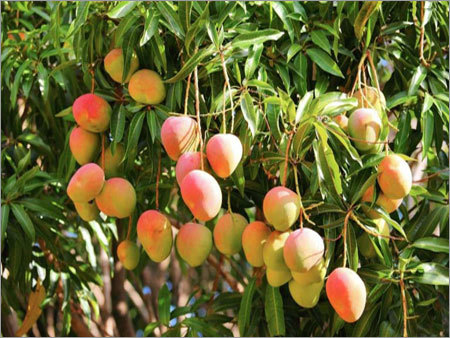 Alphonso Mango