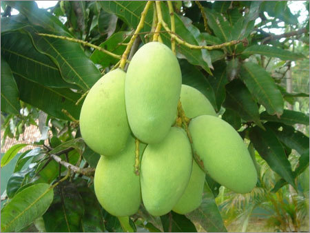 Green Mango
