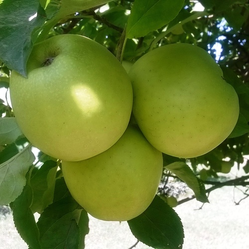 Orchard Fresh Apples - Organic Golden Delicious Variety, Light Green to Pale Yellow Skin, Sweet Taste, Freshness, Health Benefits, Enhanced Shelf Life