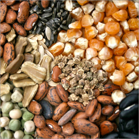 Fresh Seeds