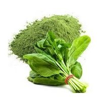 Spray Dried Spinach Powder