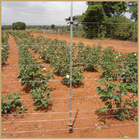 Solar Fencing
