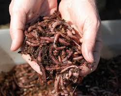 Vermicompost
