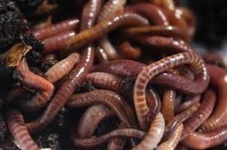 Earthworms for Vermicompos