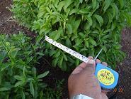 Stevia Plants