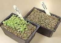 Stevia Seeds For Germination