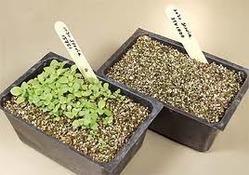 Stevia Rebaudiana Seeds for Cultivation