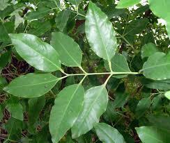 Sandalwood Plants for Plantation