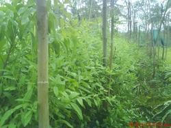 Sandalwood Plants