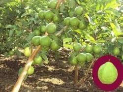 Horticulture Plantation Subsidy Consultation Service