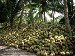 Coconut Plantation