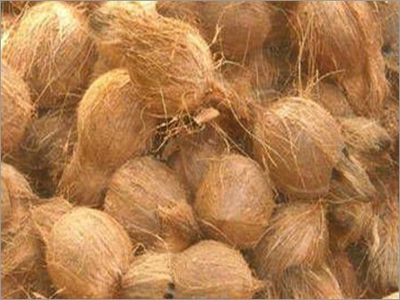 Semi Husked Coconuts