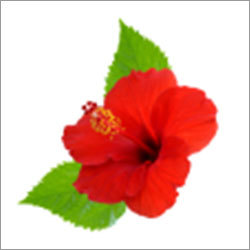 Hibiscus Extract