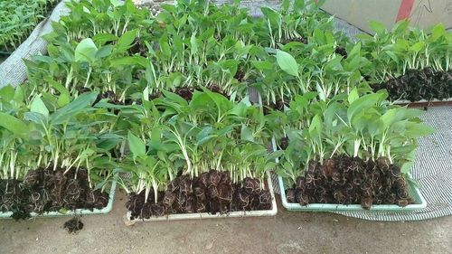 Tissue Culture Banana Plants