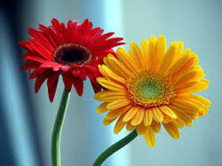 Gerbera Tissue Culture Plants and Flowers