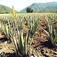 Aloe Vera Plants