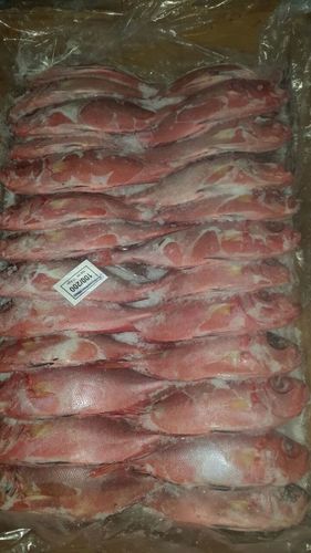 Frozen Fish Exporter