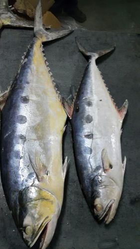 Indian Horse Mackerel Fish
