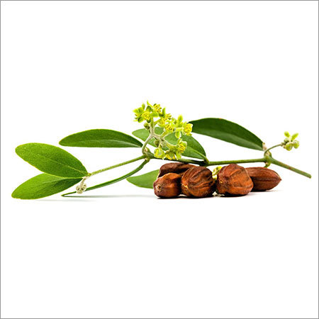 Eating Jojoba Seeds