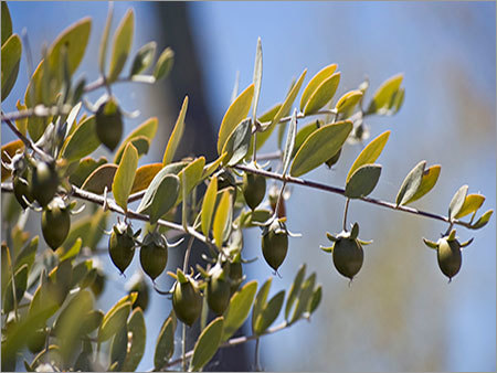 Fresh Jojoba Seeds