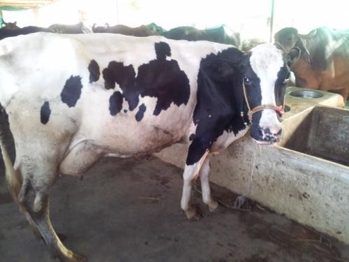 Hf Cow in Uttar Pradesh