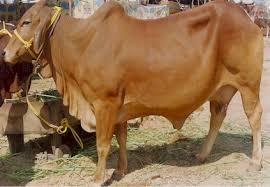 Sahiwal Cow Trader