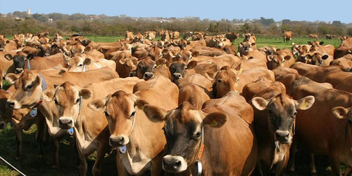 Jersey Cow Supplier in Karnal