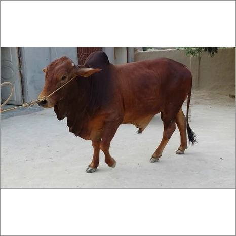 Sahiwal Bull Supplier