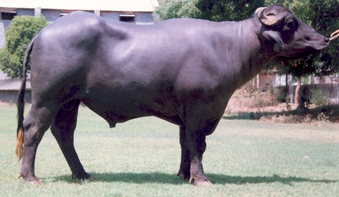 Murrah Bull Supplier