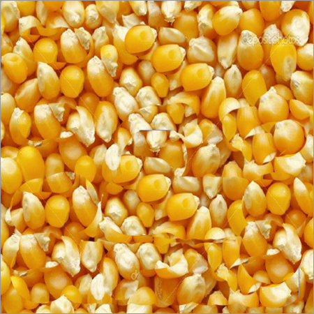 Yellow Corn Origin: India