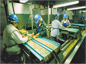 White Split Cashew Nuts