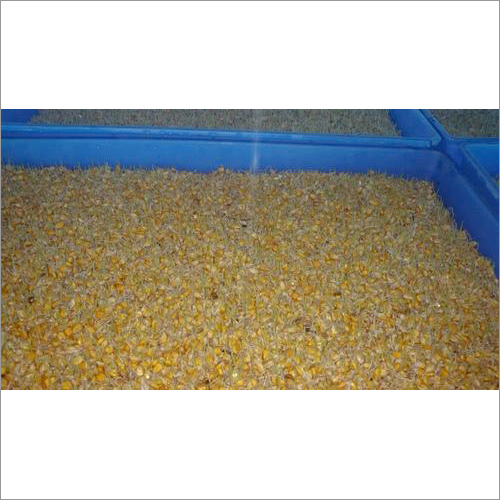 Agriculture Hydroponic Green Fodder