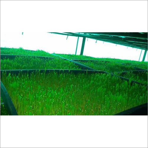 Growing Hydroponic Green Fodder