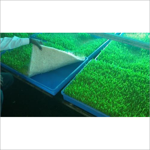 Horizontal Hydroponic Green Fodder